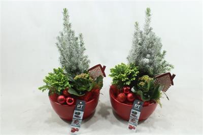 <h4>7237 Ker Rood Winter</h4>