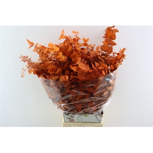Pres Euca Stuartiana Orange Bunch