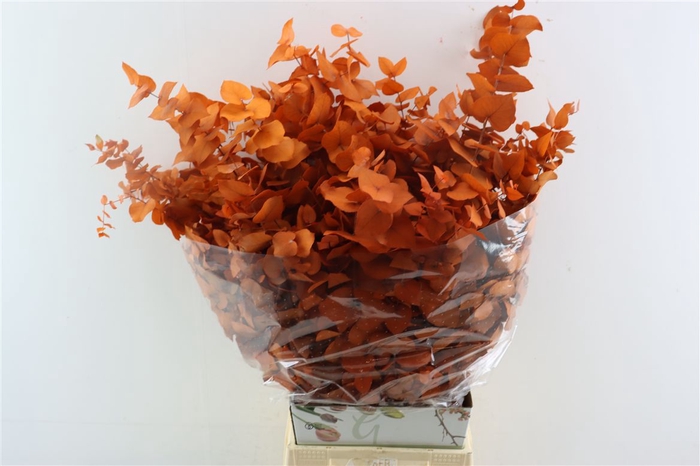 <h4>Pres Euca Stuartiana Orange Bunch</h4>