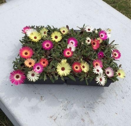 <h4>DOROTHEANTHUS</h4>