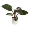PHILODENDRON RED DIAMOND P12