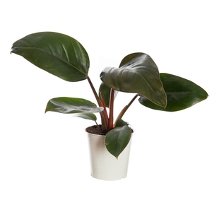 PHILODENDRON RED DIAMOND P12