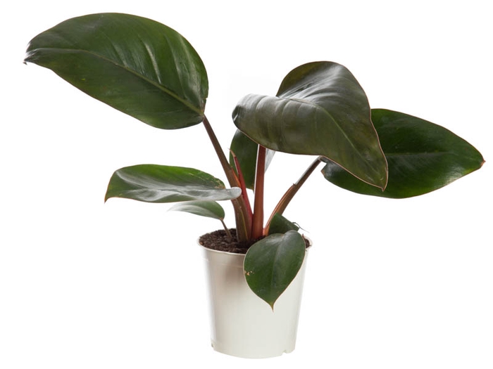 <h4>PHILODENDRON RED DIAMOND P12</h4>