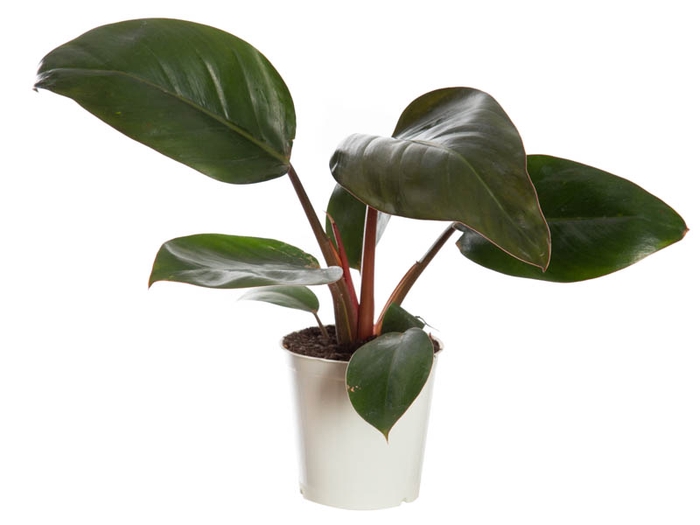 PHILODENDRON RED DIAMOND P12