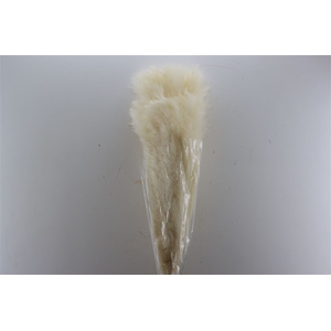 Dried Cortaderia Lao Grass White Extra P Stem