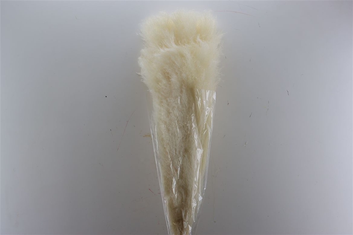 <h4>Dried Cortaderia Lao Grass White Extra P Stem</h4>