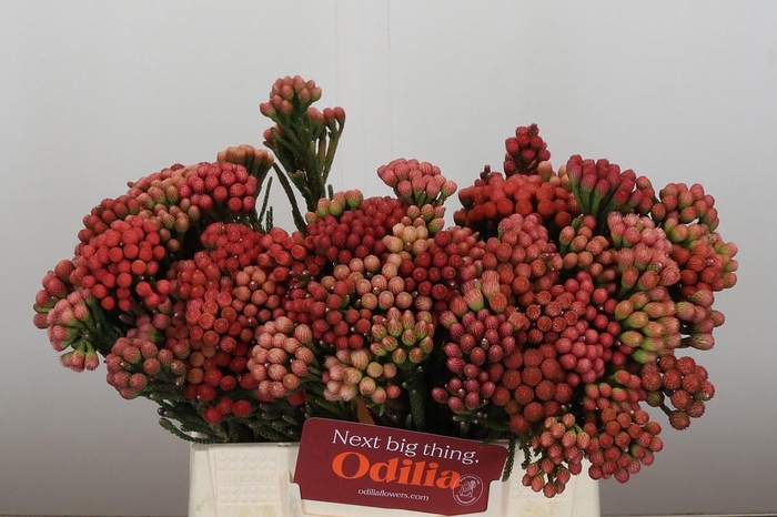 <h4>BRUN LA RED</h4>