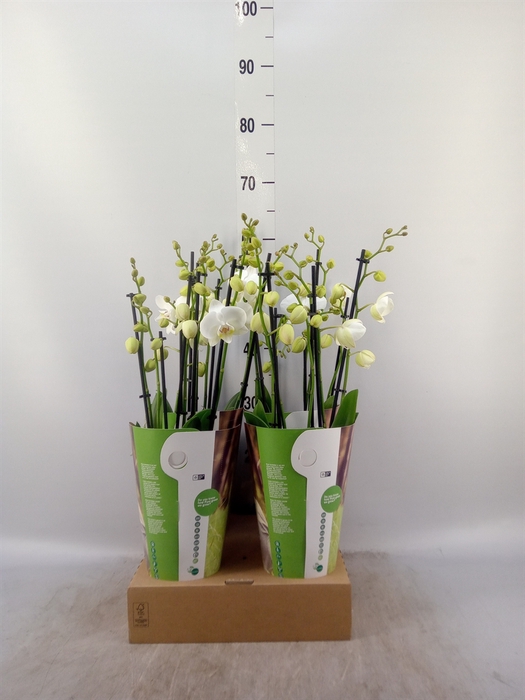<h4>Phalaenopsis   ...white</h4>