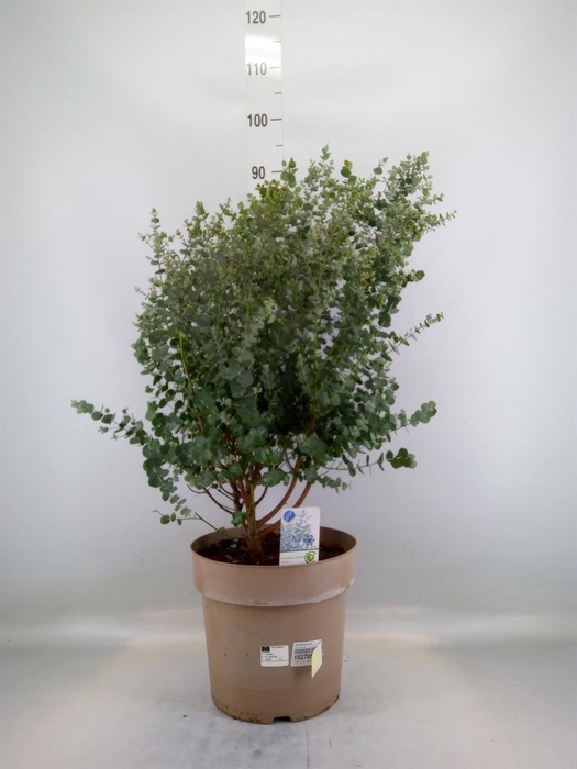 <h4>Eucalyptus gunnii</h4>