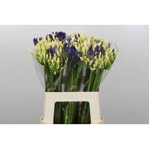 Agapanthus Mix