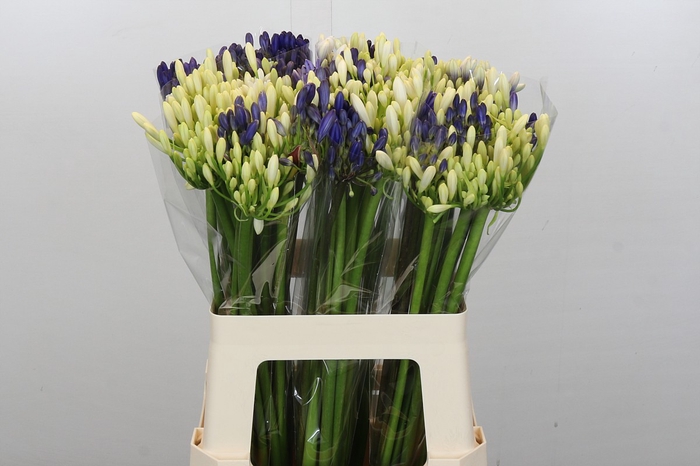 Agapanthus Mix