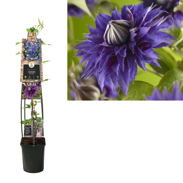 <h4>Clematis 'Multi Blue' +3.0 label</h4>