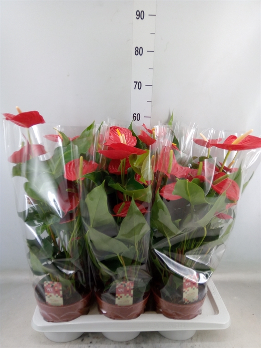 <h4>Anthurium andr. 'Kentucky'</h4>