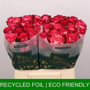 Rosa large nicoletta