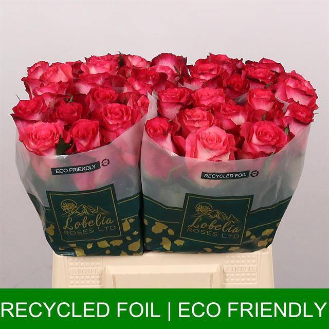 <h4>Rosa large nicoletta</h4>