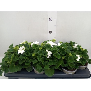 Pelargonium zona. 'Cast Isab White'