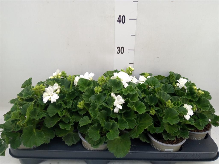 <h4>Pelargonium zona. 'Cast Isab White'</h4>