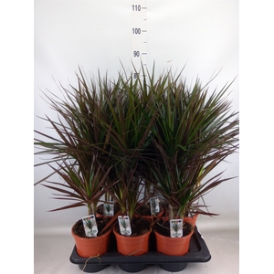 Dracaena marg. 'Magenta'