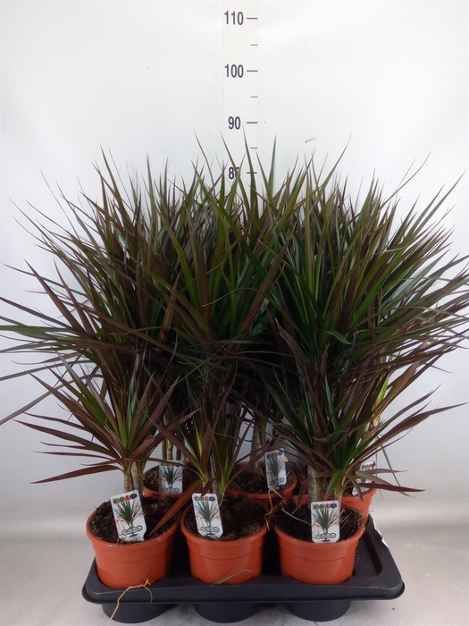 <h4>Dracaena marg. 'Magenta'</h4>