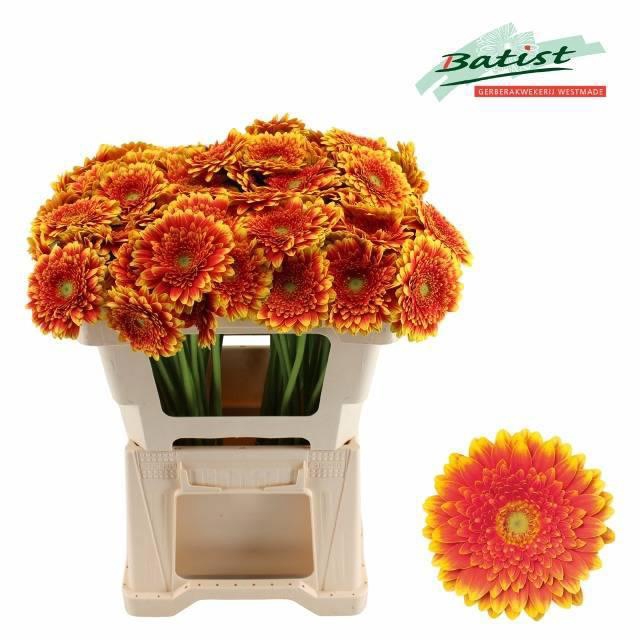 <h4>Ge Mi Franky</h4>