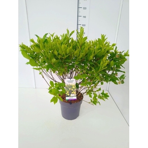 Cephalanthus occidentalis