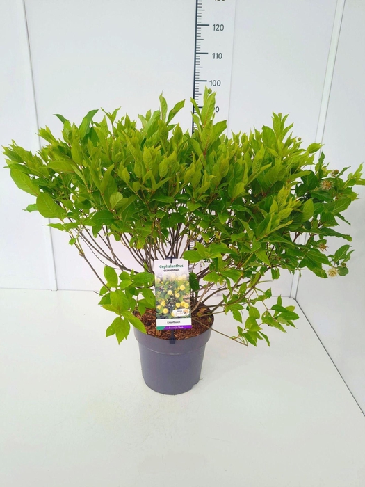 <h4>Cephalanthus occidentalis</h4>