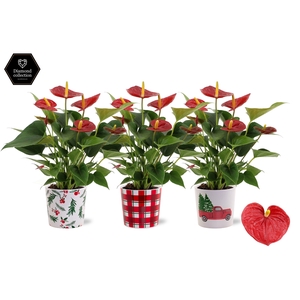 Anthurium Diamond Red in Noel ceramics
