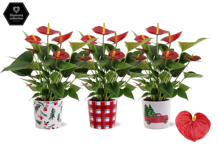 <h4>Anthurium Diamond Red in Noel ceramics</h4>