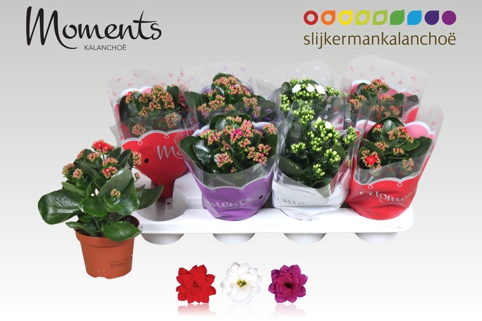 <h4>KAL GE GEM 3 KL</h4>