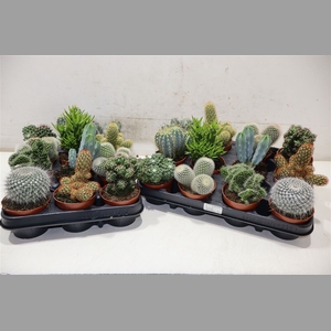 Cactus Gem