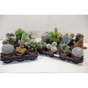 Cactus Gem