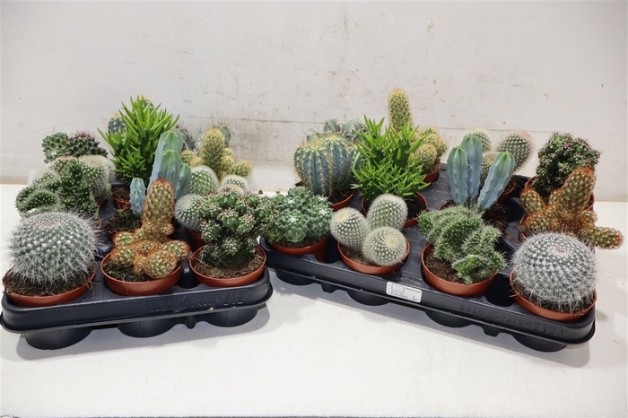 <h4>Cactus Gem</h4>