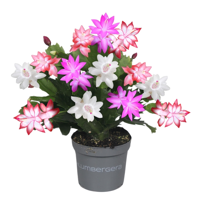 <h4>Schlumbergera - 9 cm - TRICOLORE (pink/red/white)</h4>