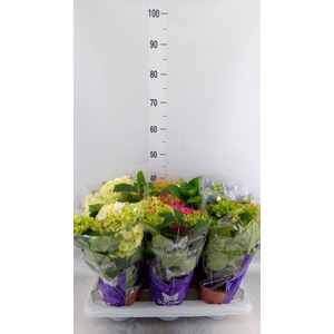 Hydrangea mac.   ...mix