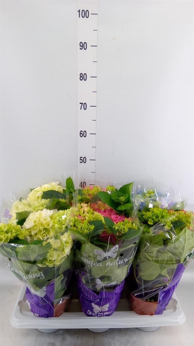 <h4>Hydrangea mac.   ...mix</h4>
