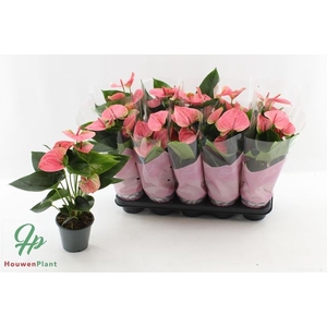 ANTHURIUM ROSA SWEET DREAM P12