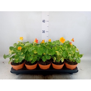 Tropaeolum majus
