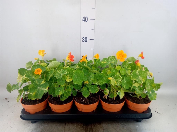 <h4>Tropaeolum majus</h4>
