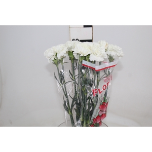 CRAVO PARU 060 CM