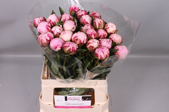<h4>Paeonia Sarah Bernhardt</h4>
