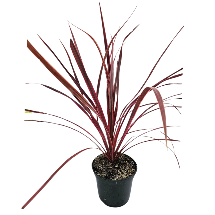 <h4>Cordyline overig gemengd</h4>