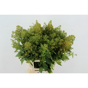 LYSIM VULGARIS