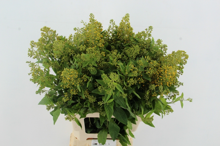 <h4>LYSIM VULGARIS</h4>