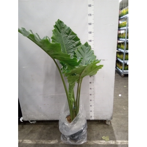 Alocasia  'Portodora'