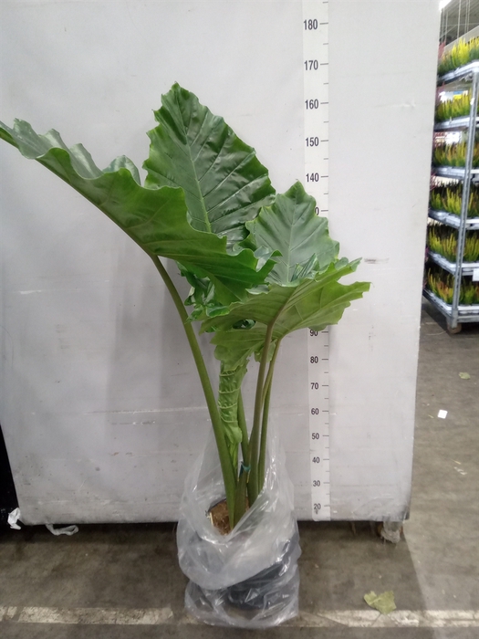<h4>Alocasia  'Portodora'</h4>
