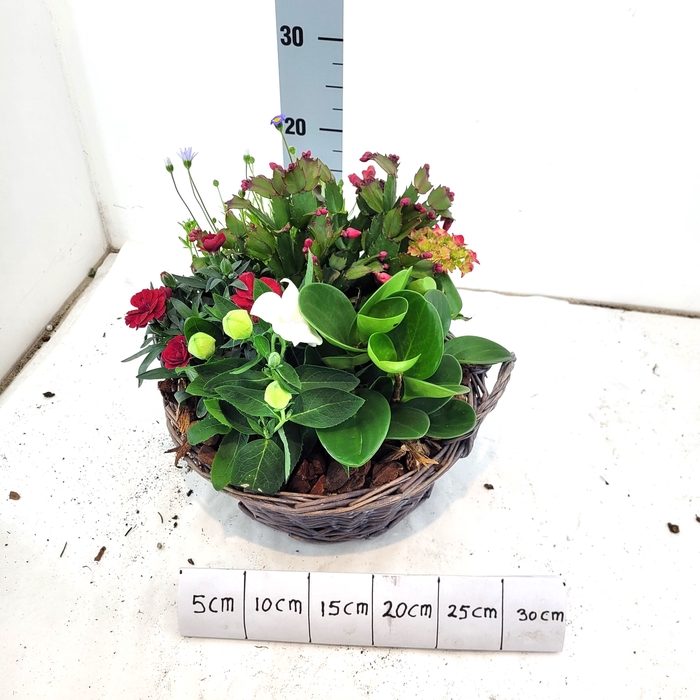 <h4>ARR TUINPLANTEN</h4>