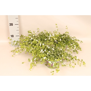 Bacopa White