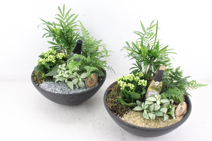 <h4>arr2 PL - Ebbi schaal L - goud/zilver</h4>