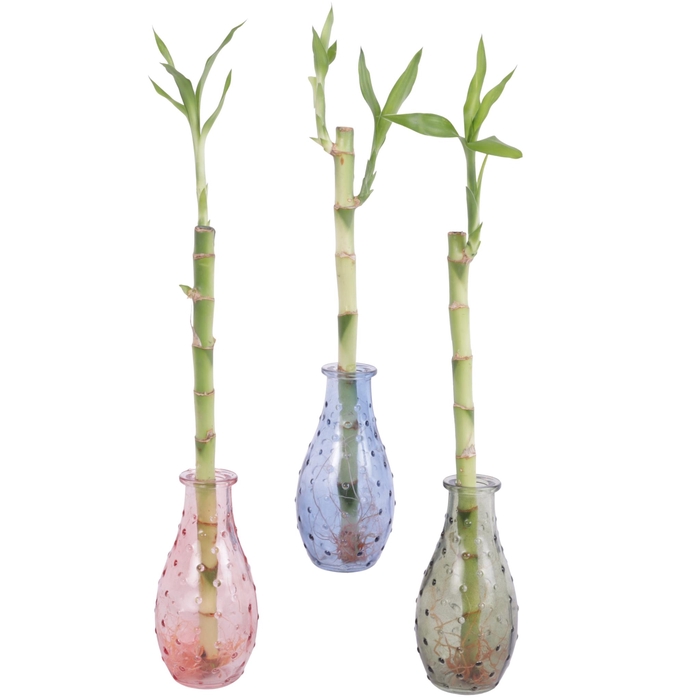<h4>Lucky Bamboo Straight 30cm in 7cm glass</h4>
