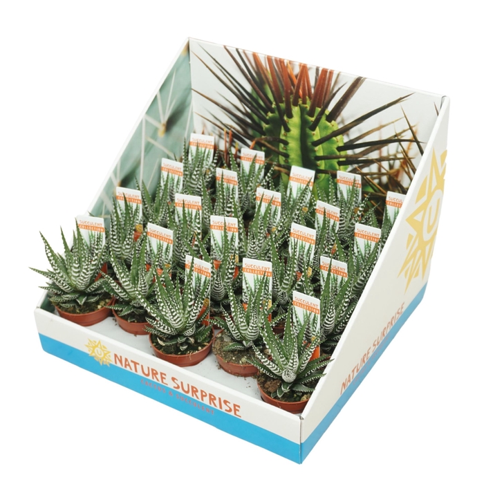 <h4>Haworthia Big Band</h4>